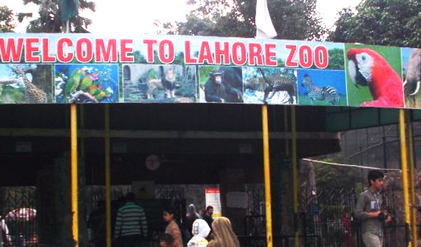 لاہور چڑیا گھر میں خاندانوں کا تفریحی دن