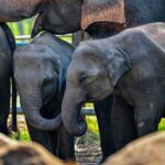 Train derails in Sri Lanka after smashing into elephants