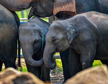 Train derails in Sri Lanka after smashing into elephants