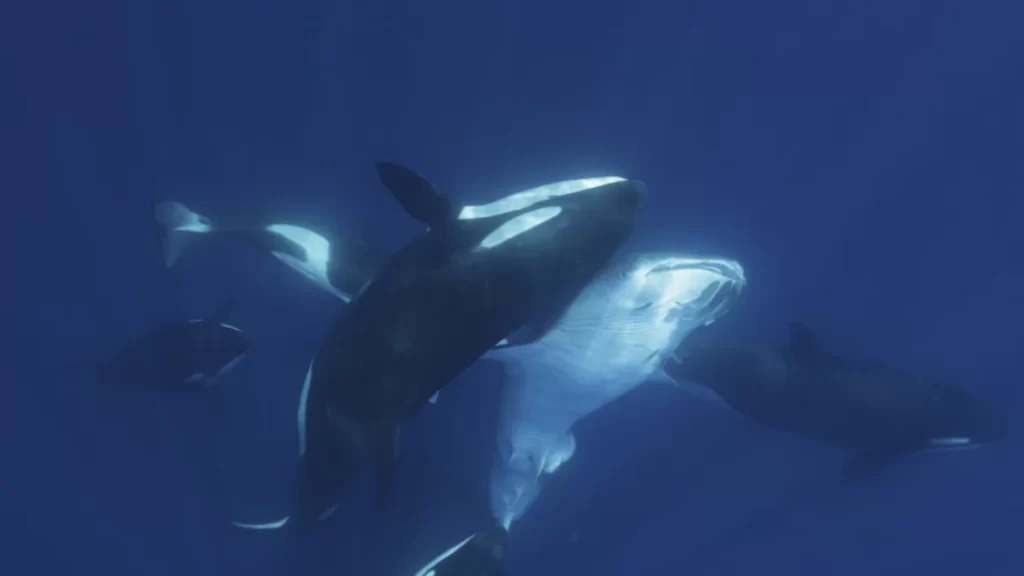 Orcas Develop Strategy to Hunt and Kill Whale Sharks in the Gulf of California