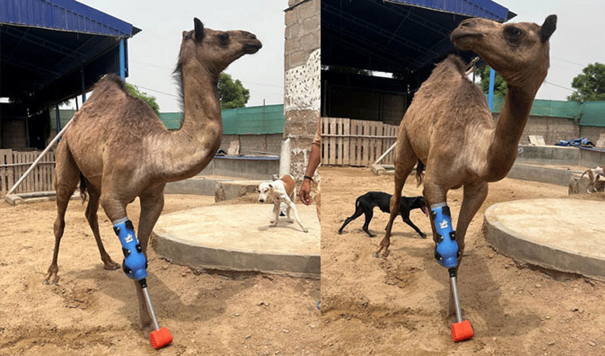 A Camel’s Journey: From Cruelty to Recovery with a Prosthetic Limb