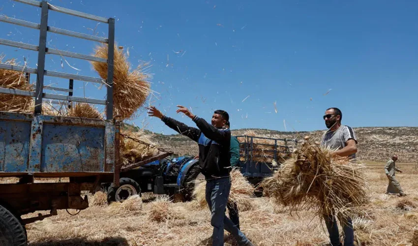 Israel Uproots Olive Trees in Palestinian Village