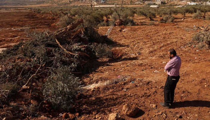 Israeli Military Action in West Bank: Hundreds of Olive Trees Uprooted Amidst Escalating Tensions