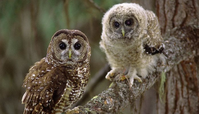 Controversial U.S. Plan to Kill 500,000 Owls Proceeds Despite Widespread Outcry