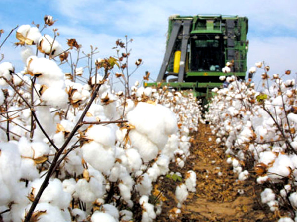 Bio-Security Alarm: US Agencies Demand Pakistan Waive Port Fumigation Requirement for Cotton Imports