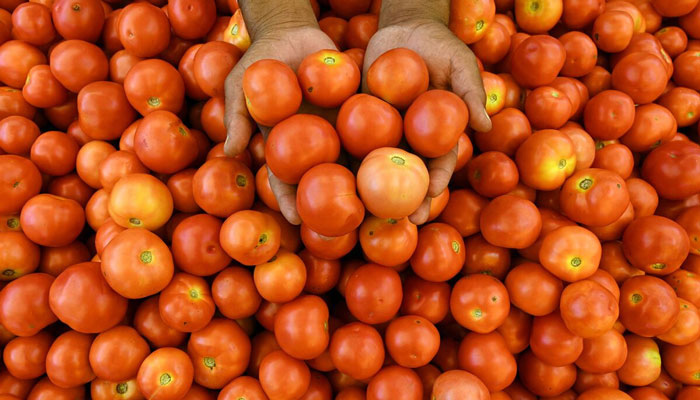 Market Volatility: Tomato Price Plummets from Rs 500 to Rs 50 Per Kilogram with Arrival of Sindh Harvest