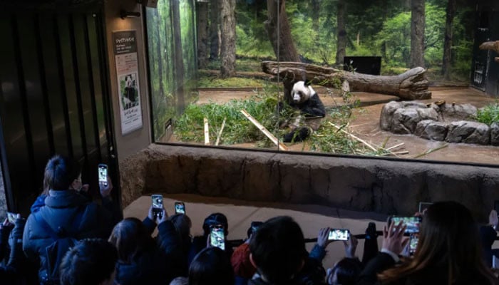 Japan’s Last Giant Pandas Set to Leave Amid Tensions with China