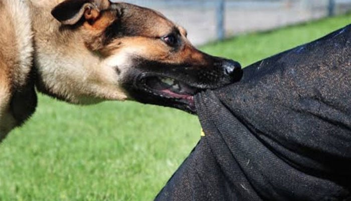 Sindh’s First Rabies Death Reported This Year, an 8-Year-Old Girl Succumbs to Dog Bite