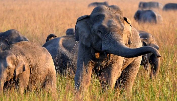 Indian State on High Alert as Rogue Elephant Kills 20 People in 9 Days