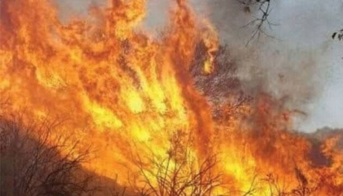 Forest Blaze Engulfs Kohlu, Officials and Locals Struggle to Contain the Fire