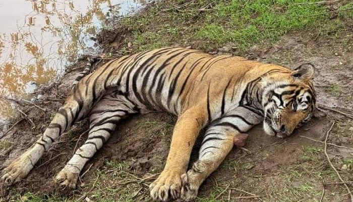 Deadly Virus and Bacteria Claim 72 Tigers in Thailand’s Chiang Mai Province
